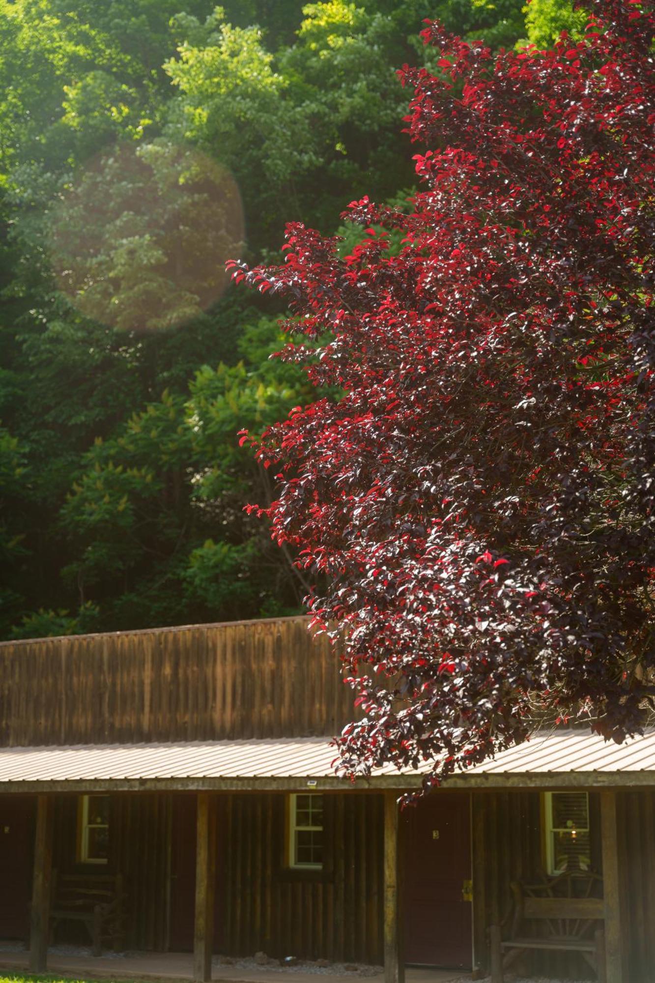 Seneca Pines Lodge Seneca Rocks Εξωτερικό φωτογραφία
