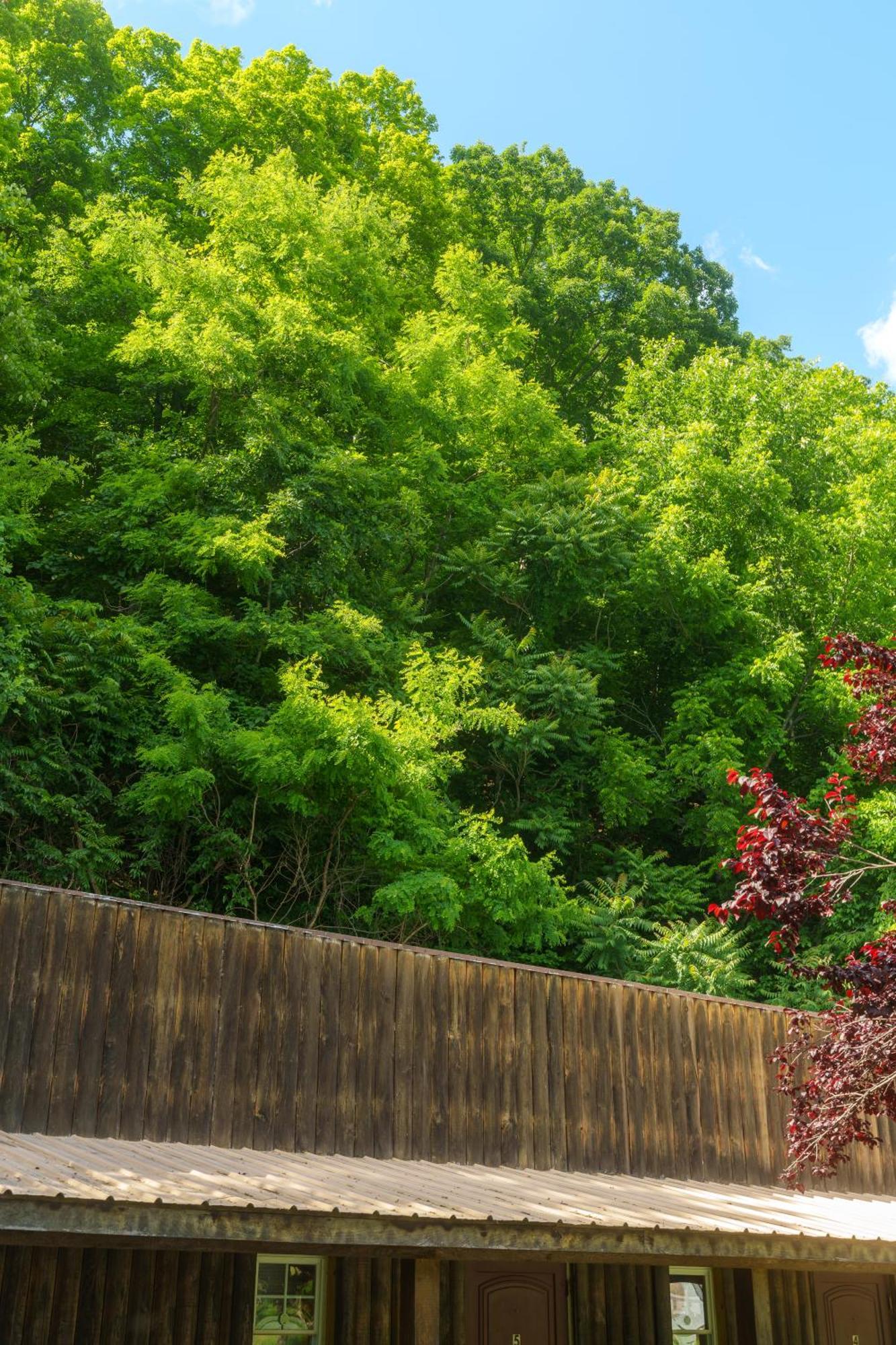 Seneca Pines Lodge Seneca Rocks Εξωτερικό φωτογραφία